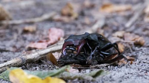 Stag Beetle Gripping Prey on Woodland Floor
