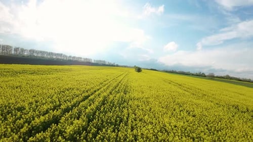 Aerial View of Bright Yellow Rapeseed Field