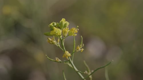 A handheld close-up of a yellow plant on an agricultural farmland swaying in wind during daytime
