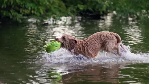 Wet Dog Retrieving Toy From Lake