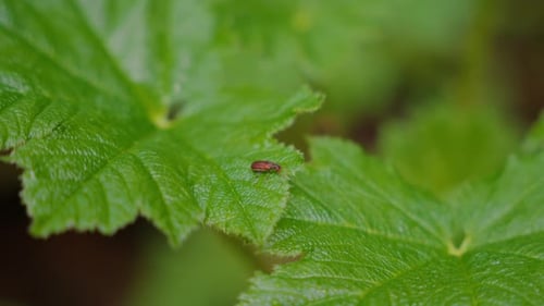 Small brown beetle resting on a vibrant green leaf in a natural outdoor environment