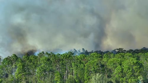 Aerial View of Large Wildfire Burning Severely in Florida Jungle Woods