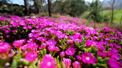 Vibrant pink flower carpet of iceplant (delosperma) covering rocky terrain
