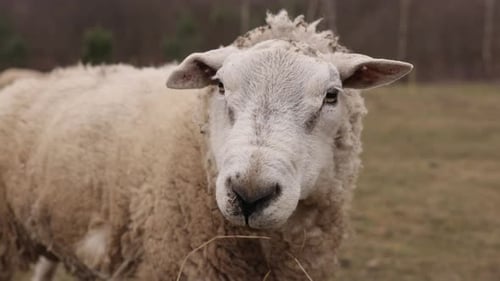 Close-up of White Sheep in Rural Pasture