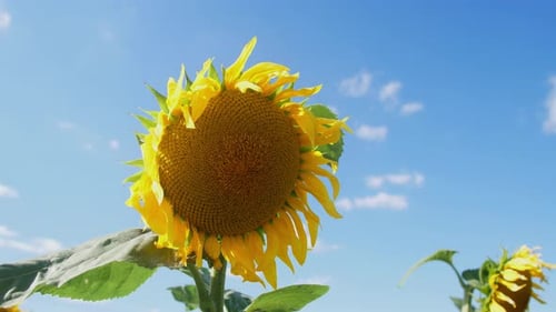 Bright Yellow Sunflower Against Blue Sky