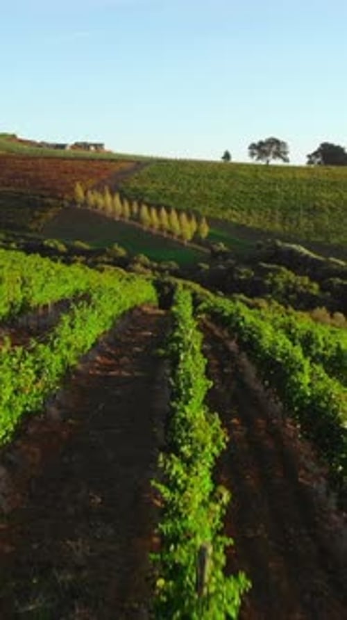 Agrarlandschaft am frühen Morgen mit ordentlichen Weinreben und sanft beschatteten Hügeln unter warmem Himmel