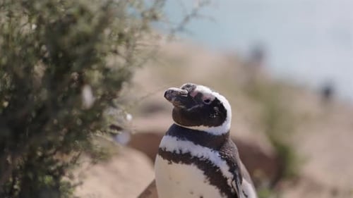 Close-up of Magellanic penguin (Spheniscus magellanicus). South American wildlife. Argentina.