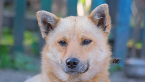 Close-up of Light Brown Dog Blinking Slowly
