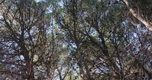 Looking up through a Dense Forest Canopy