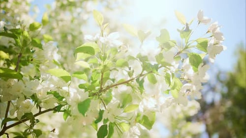 Bright White Flowers Bloom in Spring Sunlight