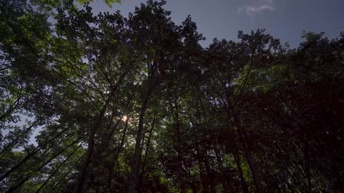 Silhouette of big trees in forest 4K