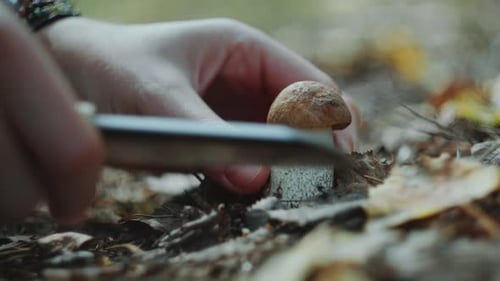 Female Hands Cutting Edible Mushroom with Knife in the Forest