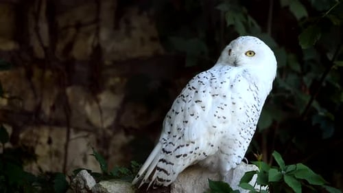 Closeup of a Beautiful Snowy Owl Resting in the Forest During Winter in Slow Motion Showcasing Its