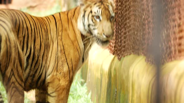 Front and back moving leopard, Nature Stock Footage ft. zoo animals ...