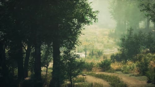 A Scenic Forest Path Surrounded By Tall Trees