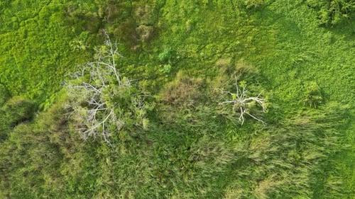 An aerial view of a forest with dead trees