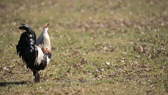 Magnificent Rooster Strutting Proudly on a Rural Grassy Field, Nature ...