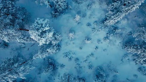 Treetops In Winter Forest Park Covered In Extreme Snow. Aerial Shot