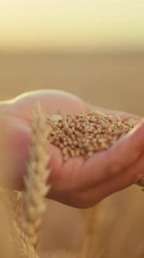 Palm of Farmer with Wheat Grains Closeup View in Agricultural Field in Summer Harvest Season in