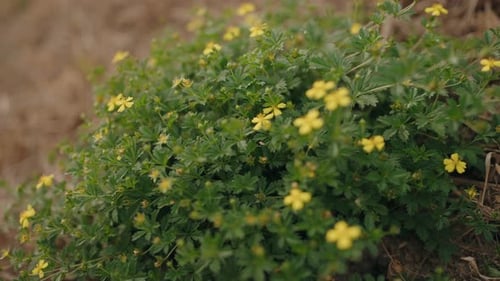 Close-up of lush green foliage with small vibrant yellow flowers, signaling late summer bloom