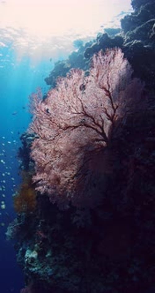 Underwater Aquatic Nature on Reef with Soft Coral and Sunlight in Blue Ocean