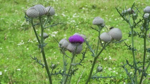 Thistle swaying in the wind – static shot