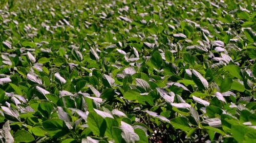 Green Soy Bean Plants In Field, medium shoot