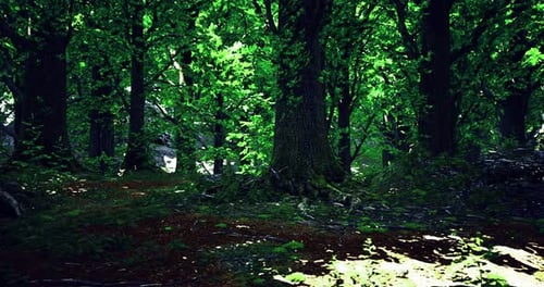 Lush Green Forest with Sunlight Filtering Through Tree Leaves in Daytime