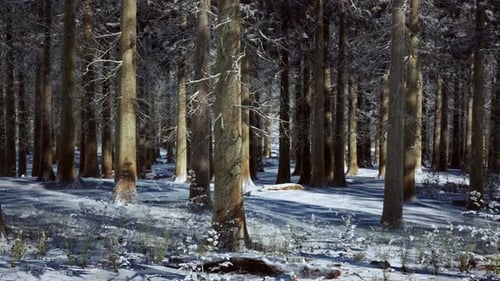Snow Covered Conifer Forest at Sunny Day
