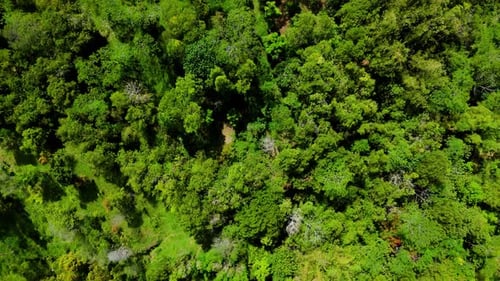 Aerial view from top of forest tree