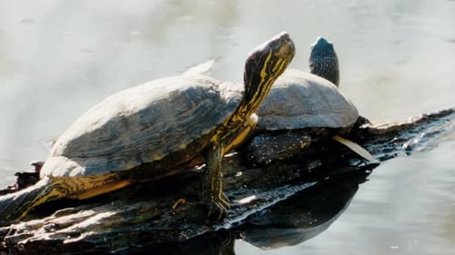 Two Turtles Basking on a Log in a Pond
