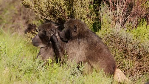 Baboon Grooming And Removing A Parasite In Slow Motion