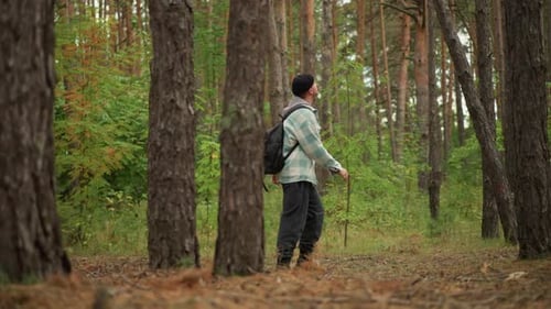 Hiker Walking Vigorously Through Lush Pine Woodland Environment Active Hiker Navigating Thick Forest
