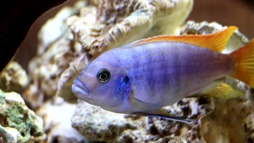 Ein exotischer blauer Fisch schwimmt in einem großen Aquarium.