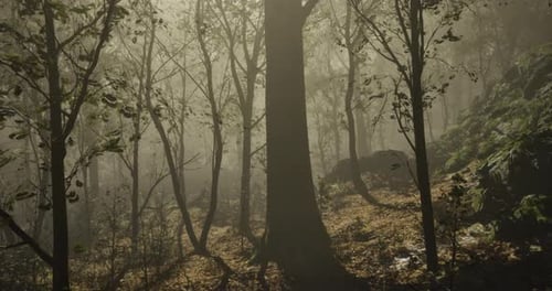 Misty Forest Landscape with Tall Trees and Soft Sunlight Filtering Through