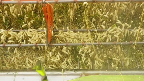 Harvesting Machine Collects Ripe Wheat in Golden Field