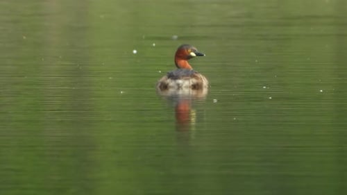 Small whisling duck chilling on water UHD 4k Mp4 .