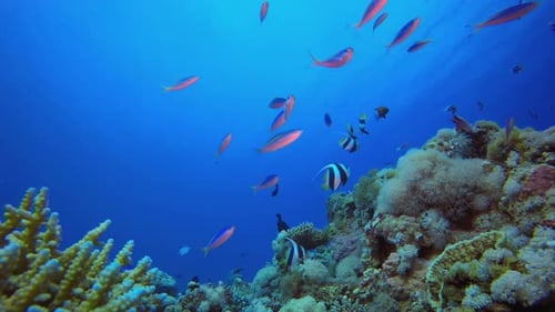 Tropical Colourful Fishes