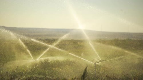 Green Field Is Irrigated With Field Sprinklers. Irrigation System Sprinkler.