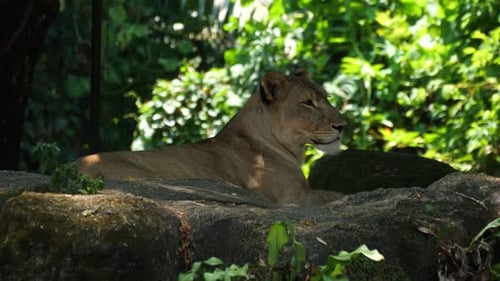 Lioness lying on the ground