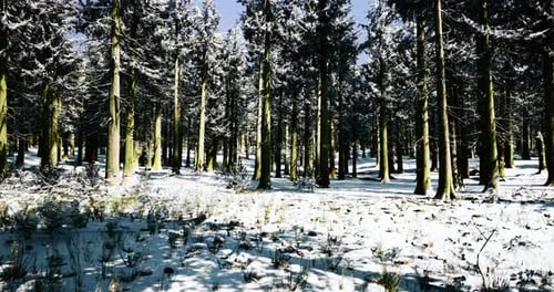 Enchanted Winter Forest with Tall Trees Covered in Fresh Snow