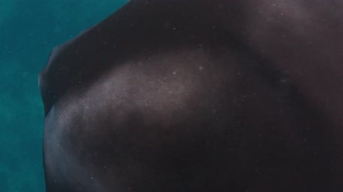The Giant Oceanic Manta Ray Giant Manta Ray Mobula Birostris Glides Below the Sea Surface Near the