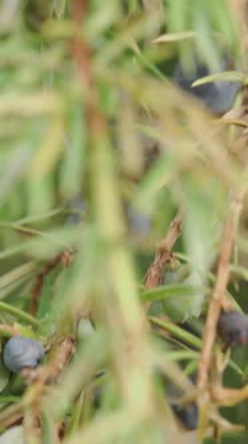 Juniperus with berries close-up. Camera slide. Vertical video.
