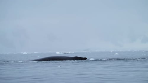 Humpback Whales in Antarctica, Antarctic Peninsula Wildlife with Whale Back and Dorsal Fin Surfacing