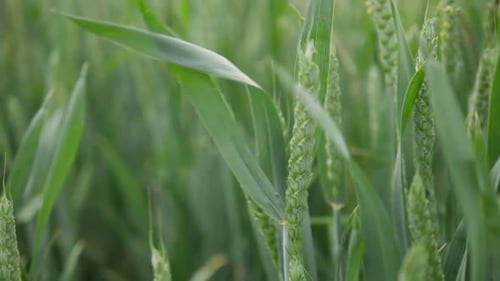 Slow pan across green wheat plants