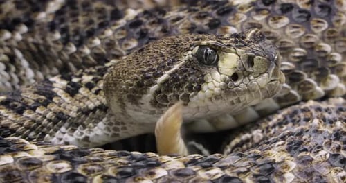 Western diamondback rattlesnake or Texas diamond-back (Crotalus atrox) is a rattlesnake species