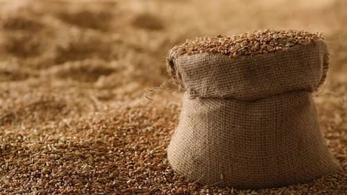 Wheat grains are poured into a brewing bag Slow motion