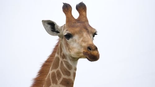 Nahaufnahme einer Giraffe vor klarem Himmelshintergrund.