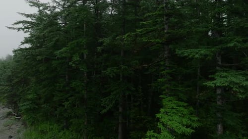 Green Forest in Foggy Weather