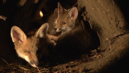 Red Fox, vulpes vulpes, Cub standing in Den, Normandy in France, Real Time